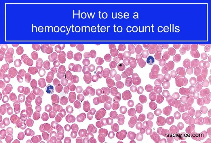 如何使用血细胞计来计数细胞