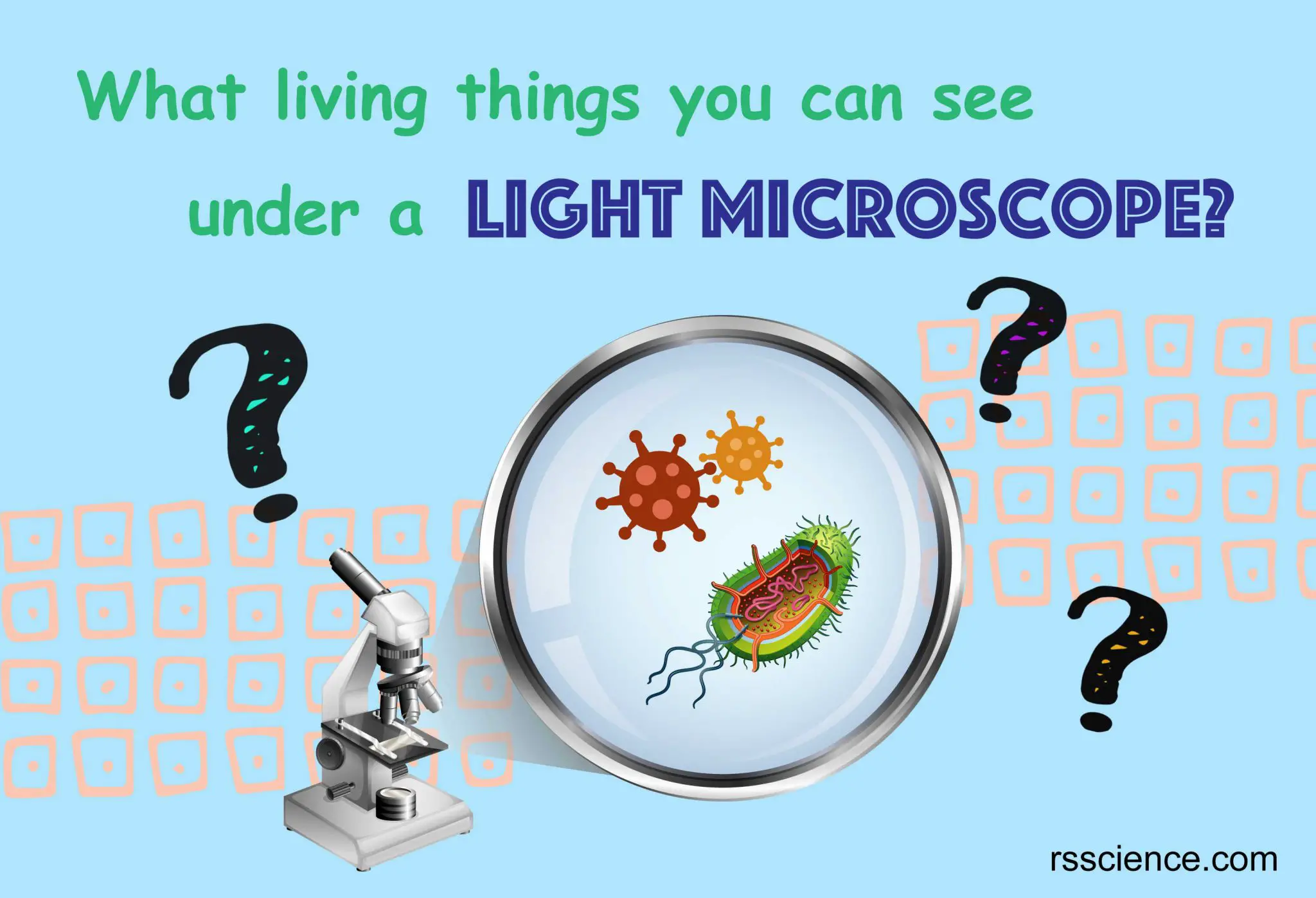 在光学显微镜下你能看到什么生物