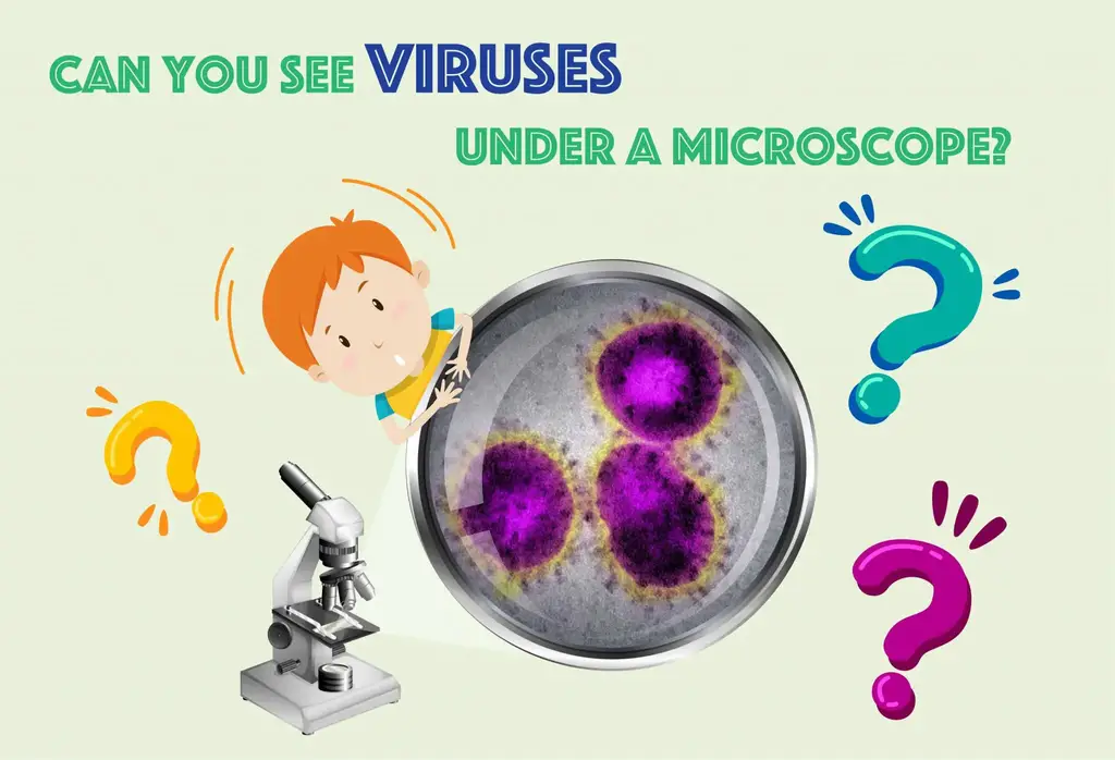 你能在显微镜下看到病毒吗