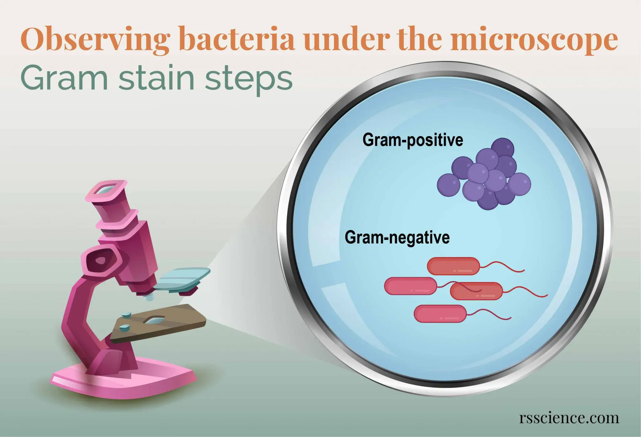 显微镜下观察细菌的革兰氏染色步骤