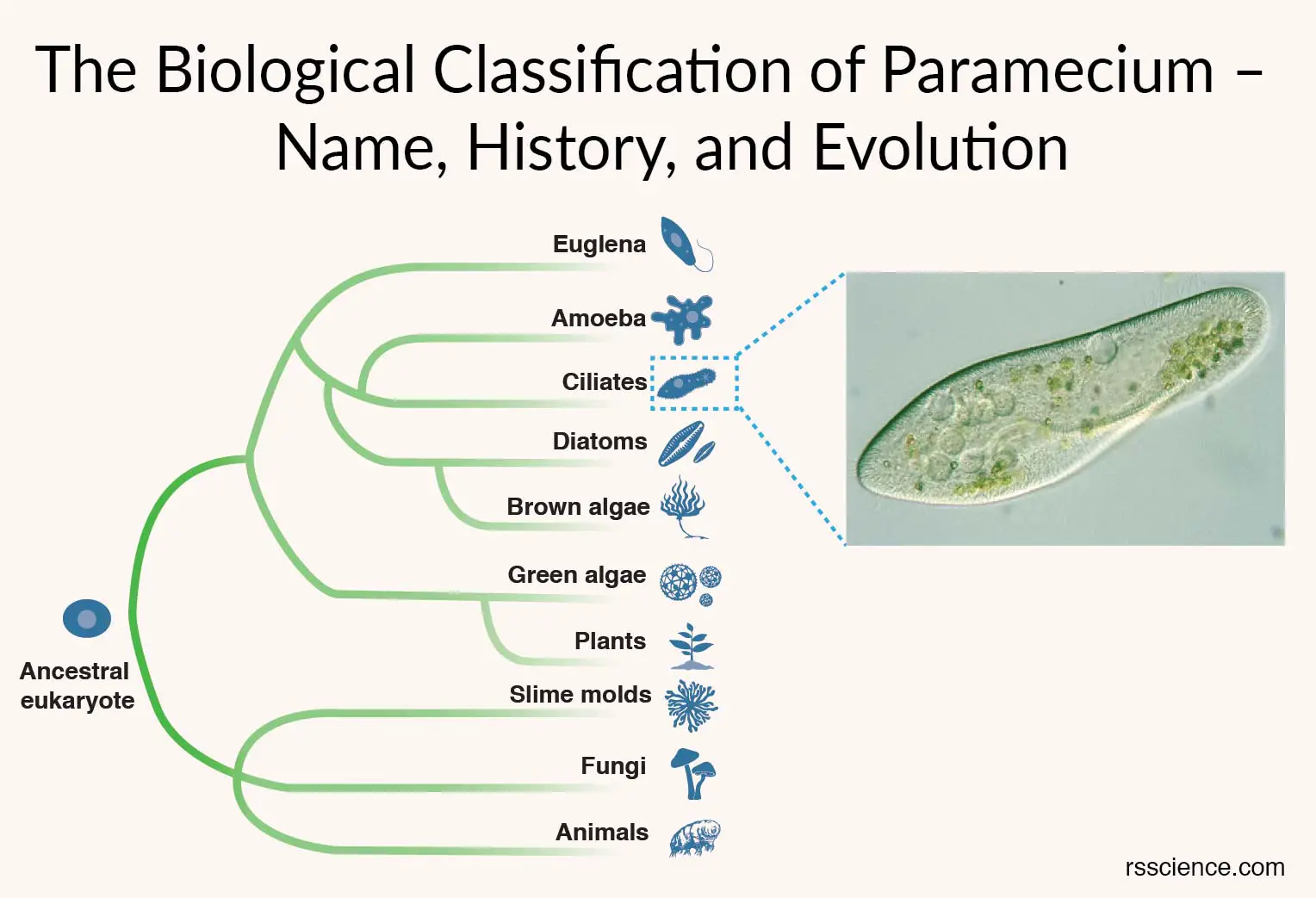 草履虫覆盖物的生物学分类