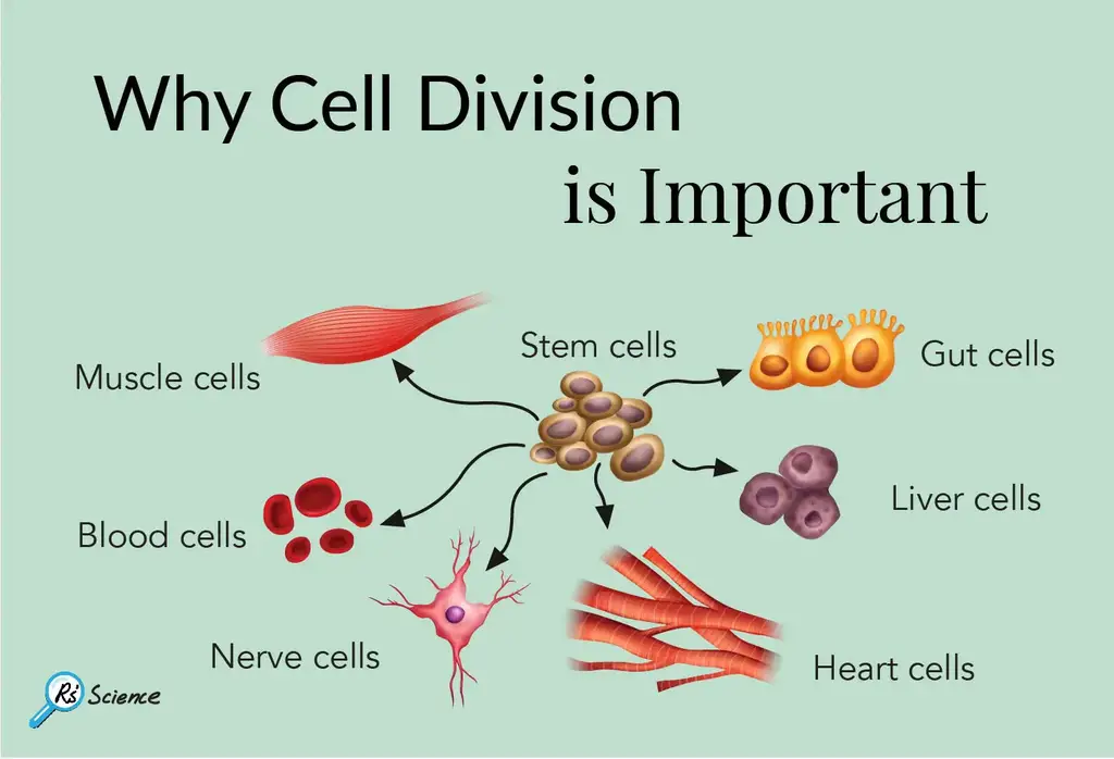 为什么细胞分裂很重要