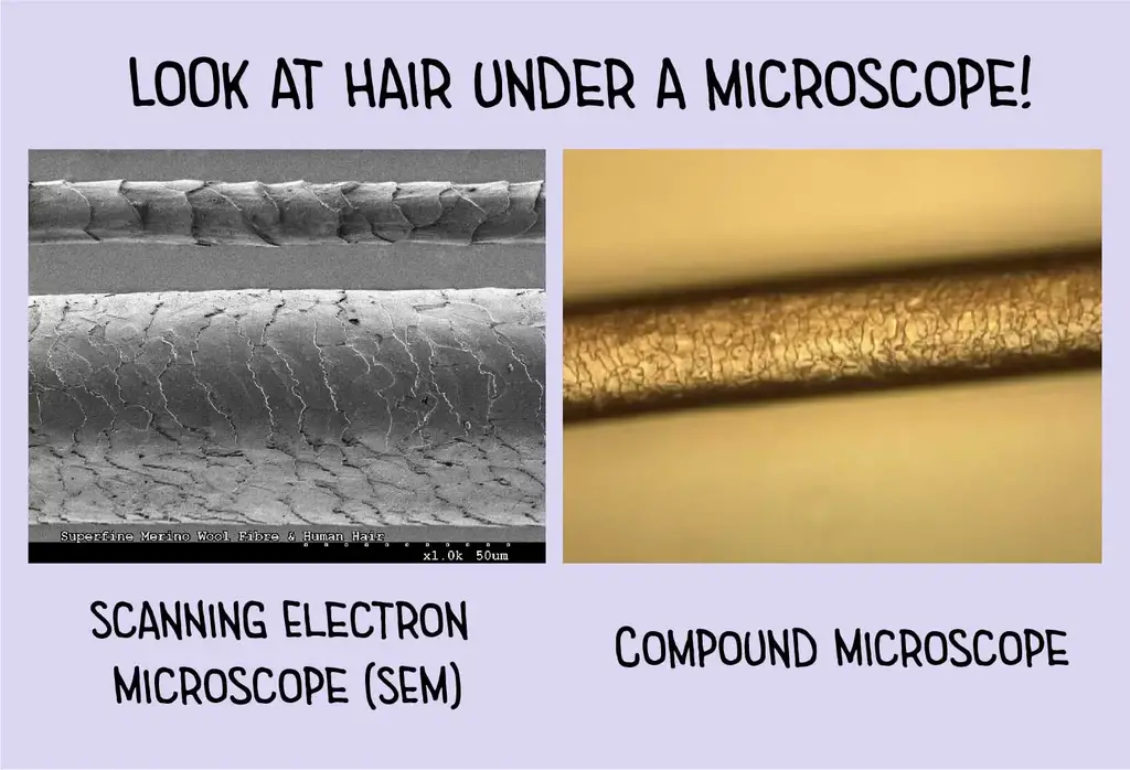 显微镜下的头发