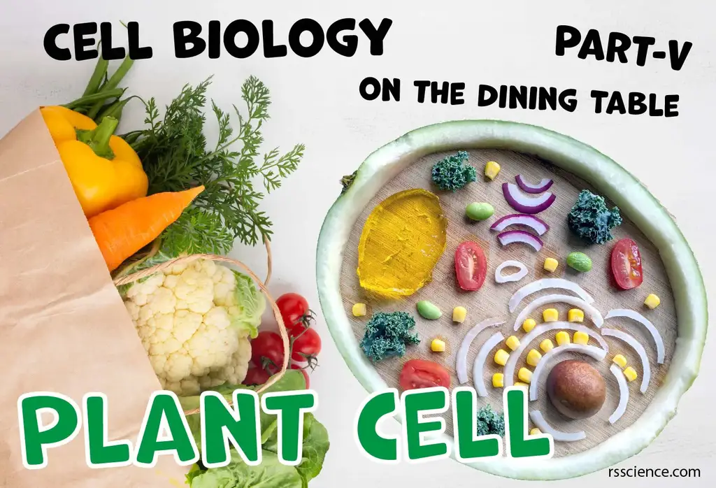 餐桌上的细胞生物学植物细胞模型