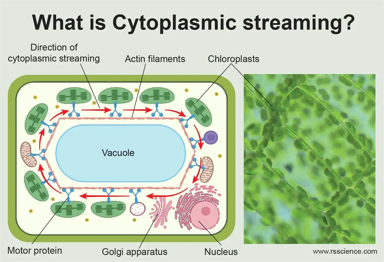 什么是植物的细胞质流