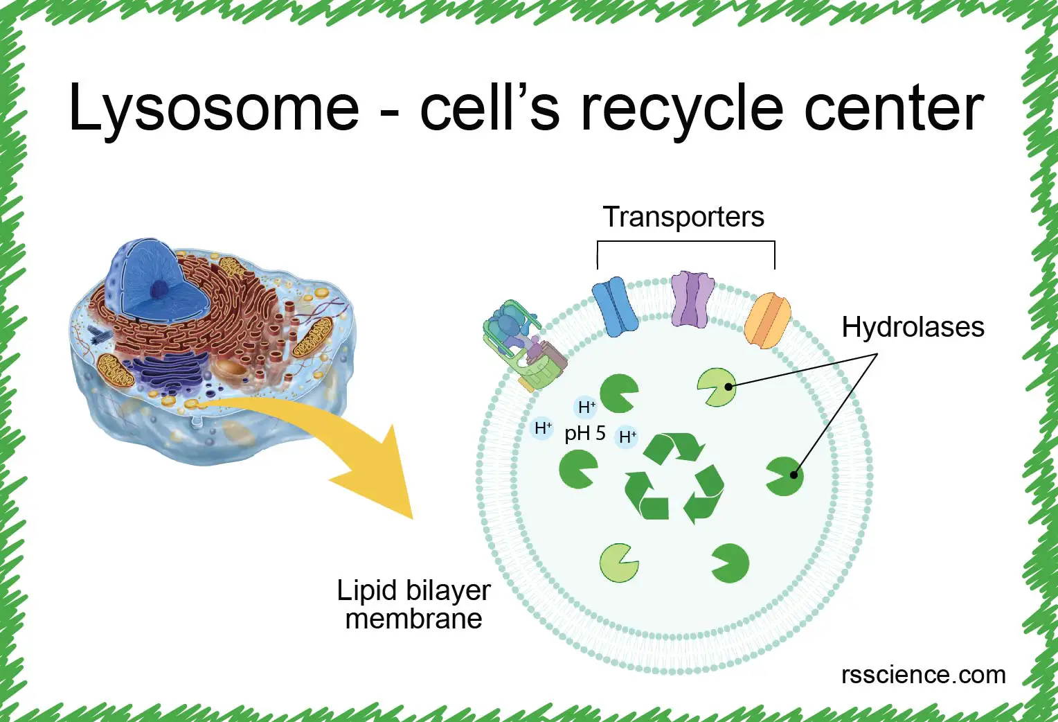 溶酶体细胞循环中心定义结构功能
