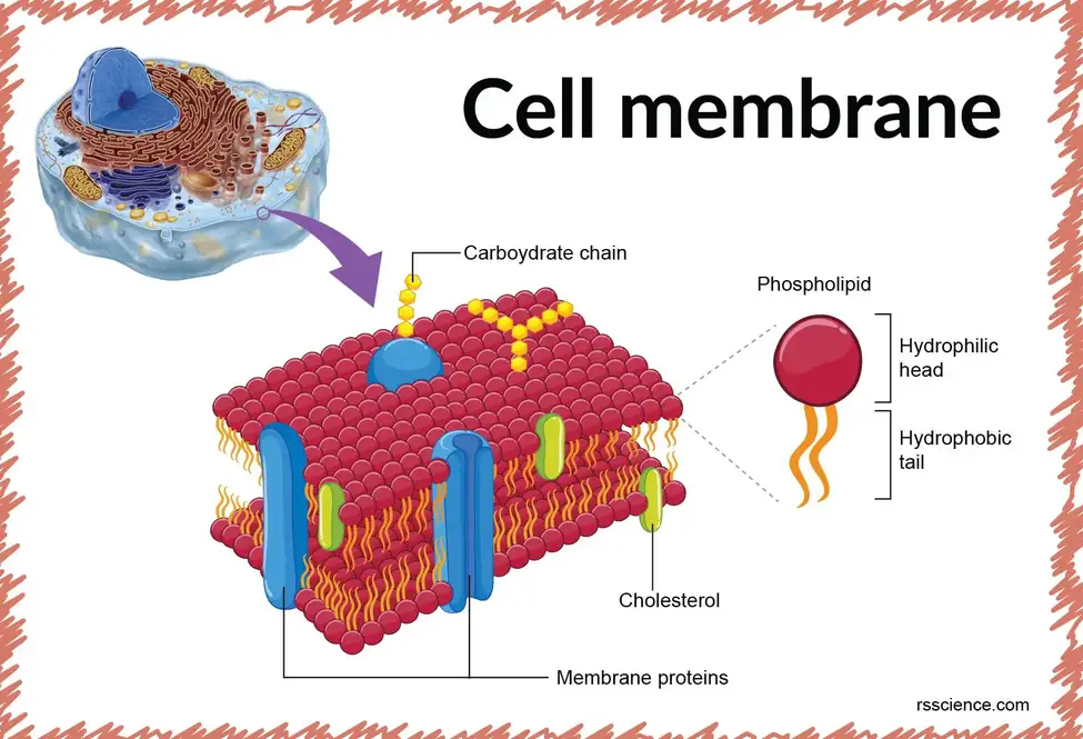 细胞膜结构功能定义