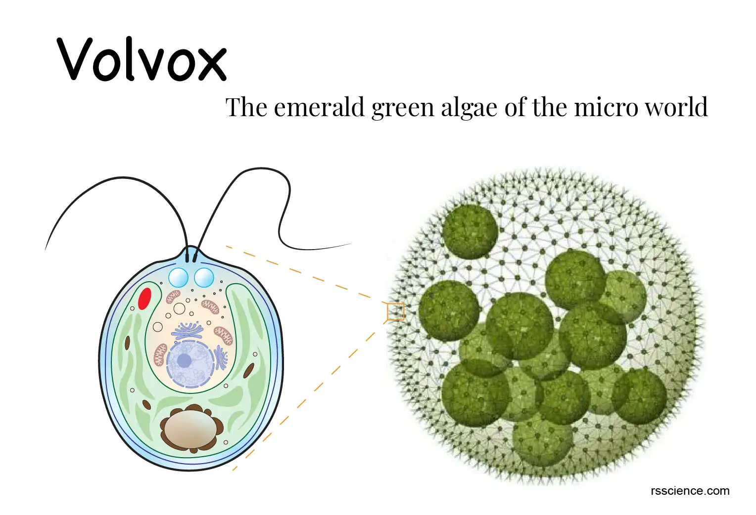 团藻显微镜下的菌落结构