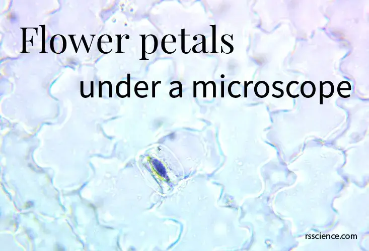 显微镜下的花瓣