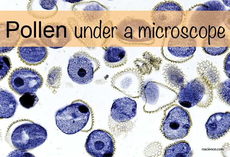 花粉显微镜罩