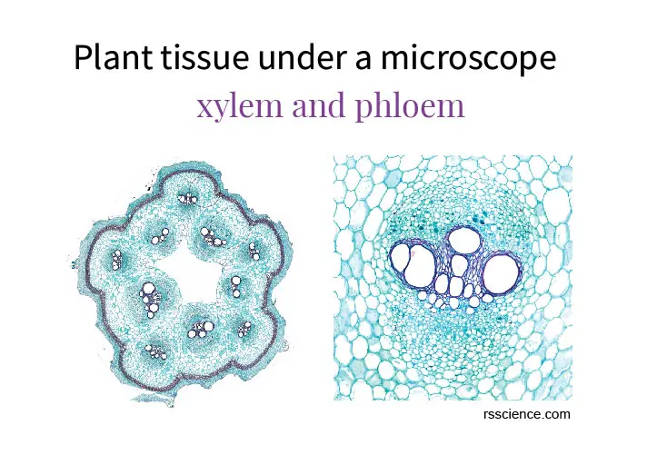 显微镜下的植物组织