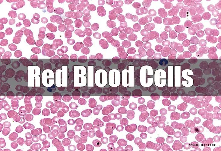 红细胞覆盖