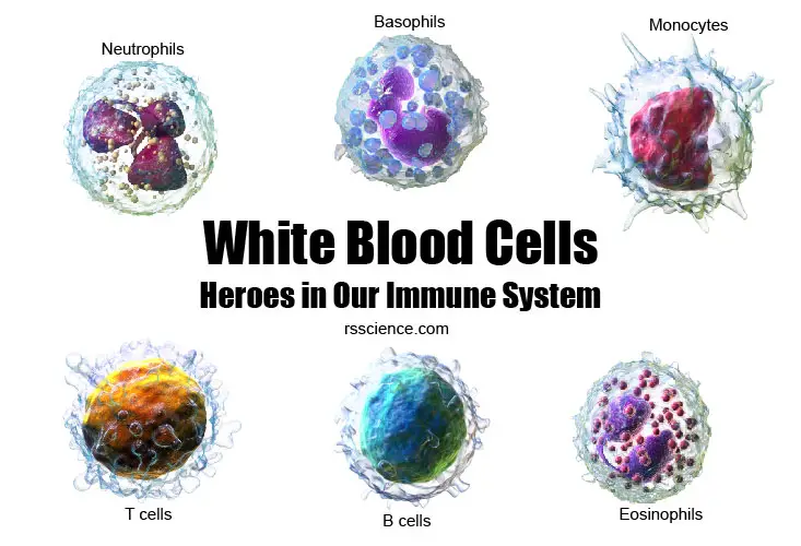 白细胞类型和功能覆盖