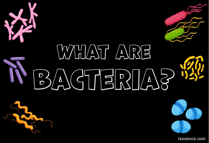 细菌覆盖了什么