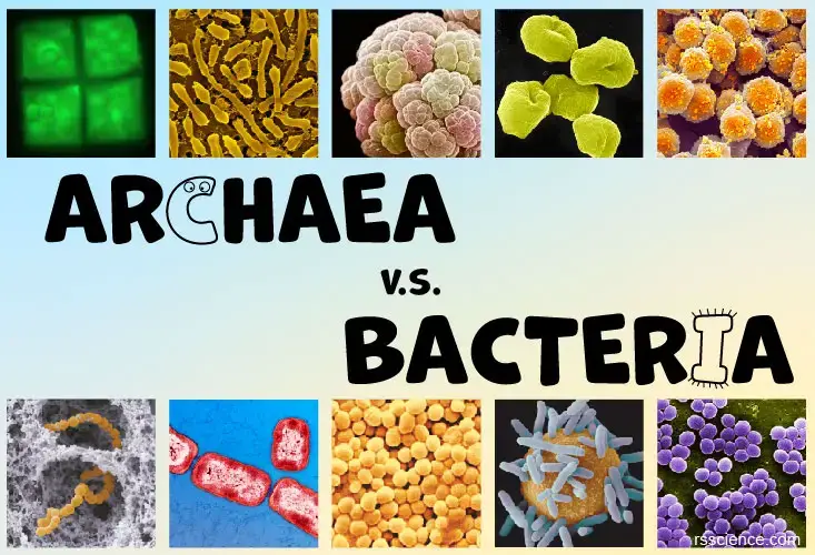 古生菌vs细菌