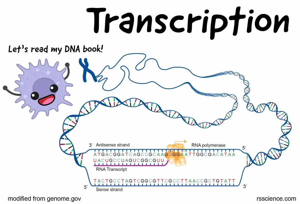基因转录mRNA