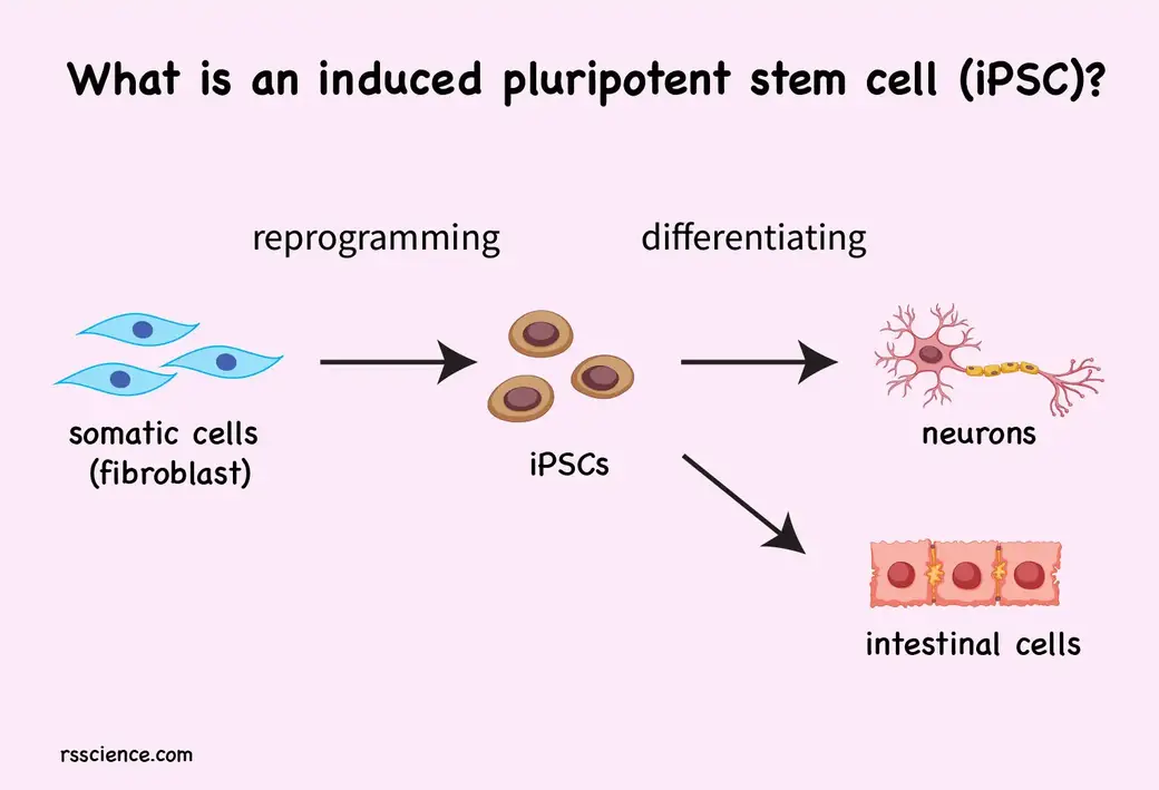 什么是诱导多能干细胞(iPSC)? Rs' 开云体育全站app下载安装Science 开云体育全站登录平台