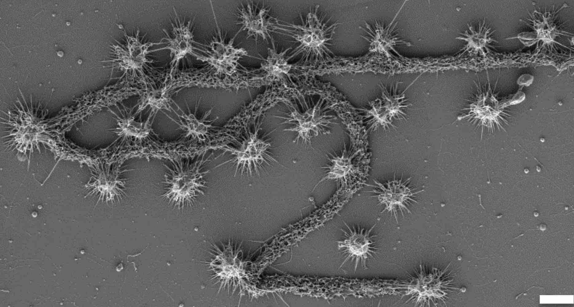 古生菌-定义,结构,类型和极端微生物栖息地- Rs' Science开云体育全站app下载安装 - 开云体育全站登录平台